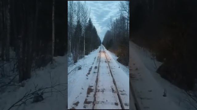 очередной сохатый вышел перед поездом.