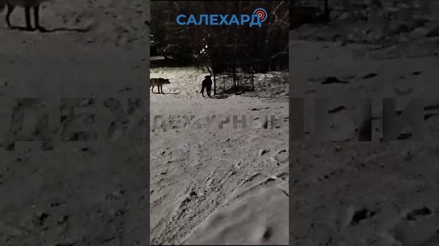 Чьи кусачие собаки?