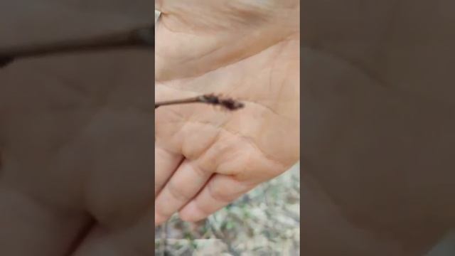 потеплело клещи активизировались.