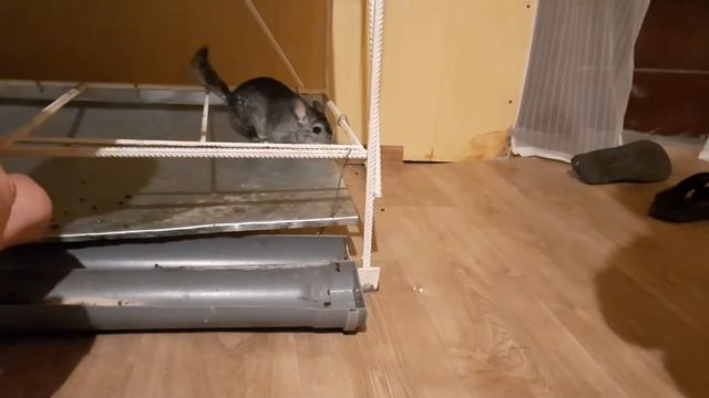 дети знакомятся с шиншиллами по- ближе. шиншиллы осваивают новое пространство
