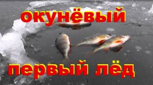 окуневый первый лёд сезон 24-25