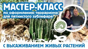 Мастер-класс с Florariumplants по оформлению террариума для эублефара с живыми растениями.