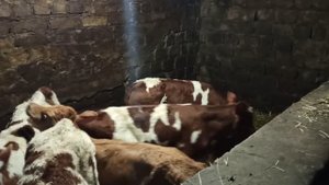 с телёнка или коровы, с чего начать фермерское хозяйство !!?