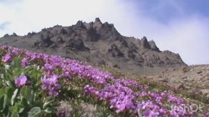Западная Берингия - одно из последних мест....