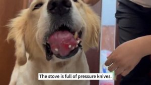 A dog with a huge tumor in its mouth has blood flowing out of it when touched