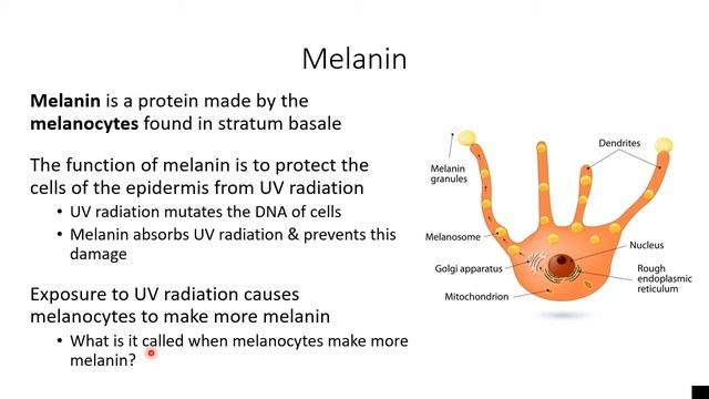 Lesson #7 - Melanin & Skin Color смотреть онлайн