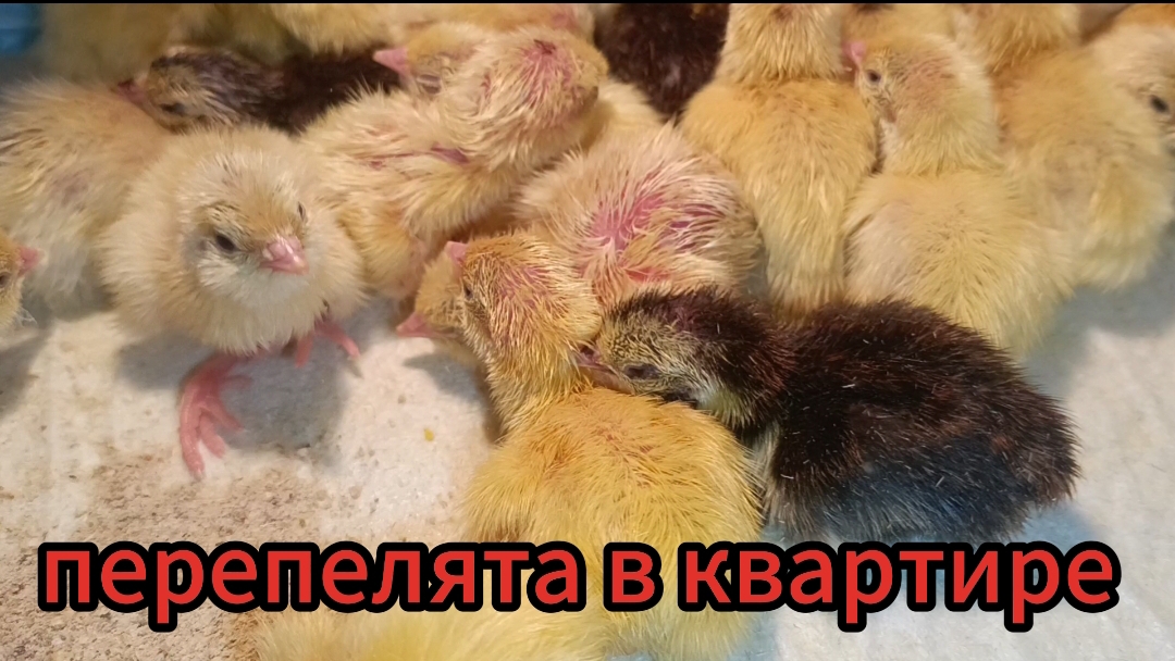 Перепелята вылупились! ура, мы дождались😊
