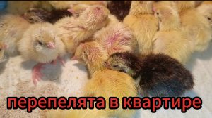 Перепелята вылупились! ура, мы дождались😊