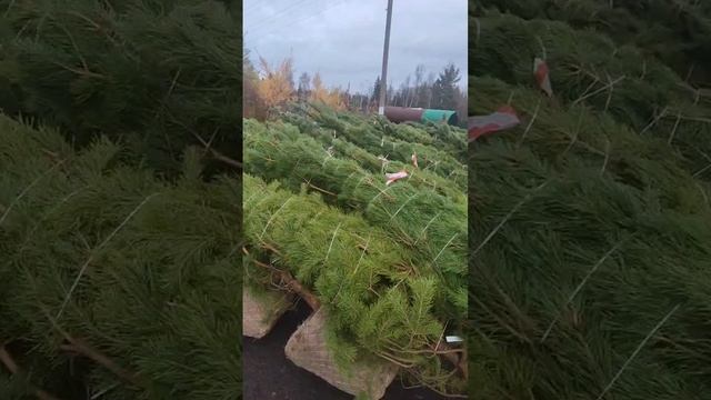 Сегодня у нас поступление Сосен обыкновенных