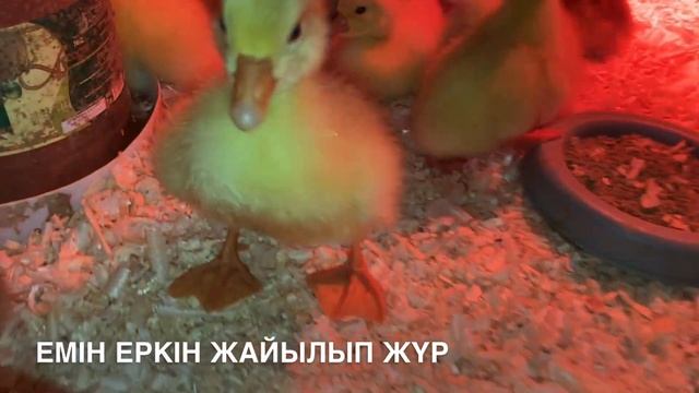 ИНДЮК БАЛАПАНДАРЫ ИНКУБАТОРДАН ЖАРЫП ШЫҒЫП ЖАТЫР. ҚАЗ ИНДЮК БАЛАПАНДАРЫ САТЫЛЫМДА смотреть онлайн