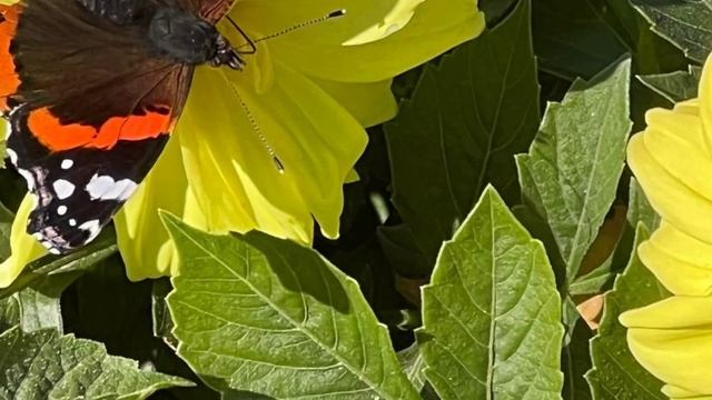 Марина Соколова/Обзор. смотреть онлайн