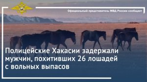 Полицейские Хакасии задержали мужчин, похитивших 26 лошадей с вольных выпасов