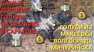 Самые дорогие голуби на ярмарке в Саратове. Голуби из Макеевки, Волгограда, Мичуринска.