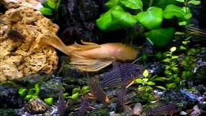 #Aquarium. Анциструс и сомики Штерба.