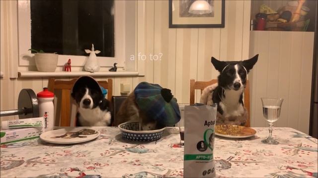 Apto-flex Chew смотреть онлайн