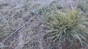 Капельный полив для чеснока, своими руками, часть (Б-1)