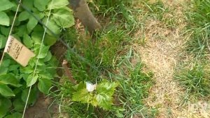 результаты прививки винограда окулировкой без пробуждения почки