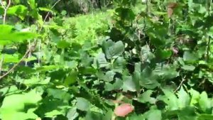 Диоскорея ниппонская