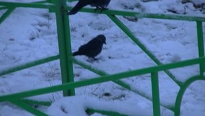 Галки и снег на 5 ноября 2024. Записки ветврача орнитолога.