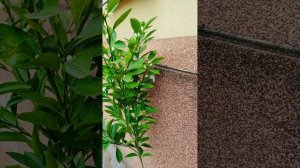 Онлайн магазин " Саженцы из Сочи" Деревья мандарин Абхазкий 4500₽. Прививка трифолеата.