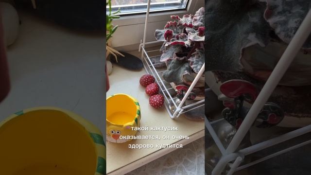 Рипсалис #цветы#цветыдлядома #растениядлядома#цветынаокне #цветыдлядома#неприхотливыецветы #цветок