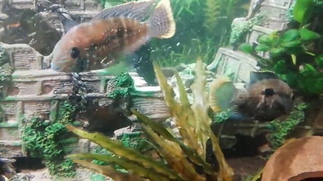 нерест берюзовых акар смотреть онлайн