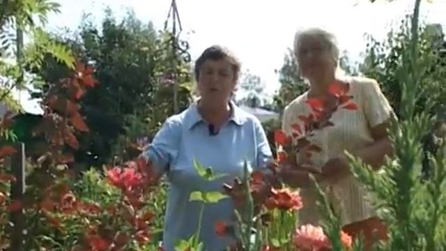 Дачные советы 15.08.2014