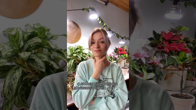 Удивительные подкормки для комнатных растений🌿 #удобрения #комнатныерастения #комнатноецветоводство