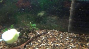 Пытаемся развести Анциструсов в домашних условиях!