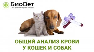 Общий анализ крови у кошек и собак