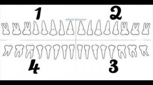 Нумерация зубов