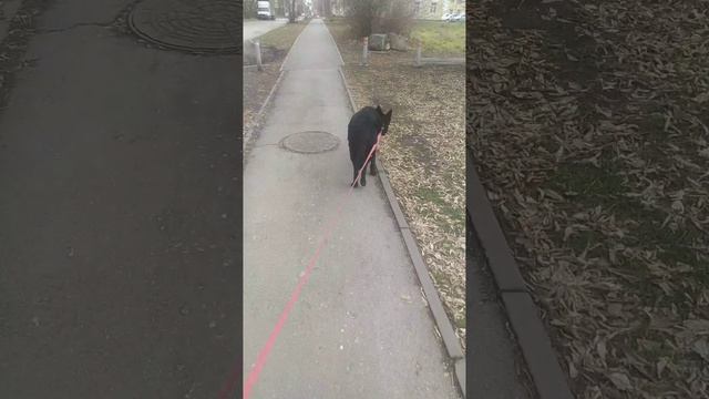 VID-20241104-WA0006 смотреть онлайн