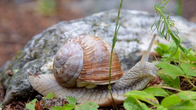 Piemonte; Le Alpi; Monte Bianco смотреть онлайн