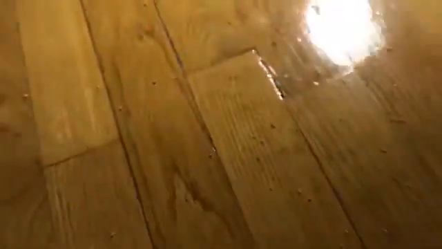 Моя коллекция Лизунов и Слаймов 🔥🐶🥺🥴❤️😀💋👋⭐️ смотреть онлайн