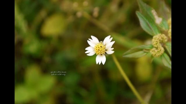 ТРИДАКС (TRIDAX) сем. Сложноцветные смотреть онлайн