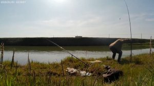 Сомик с большими зубами