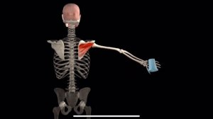 Подостная мышца. 3d anatomy. MUSCLE MOTION