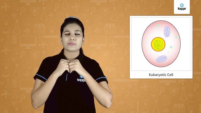 Eukaryotic and Prokaryotic Cell | Cell Theory | Class 11 Biology смотреть онлайн