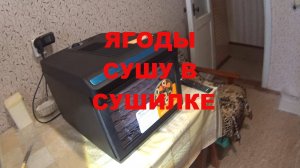 Ягоды сушу в электросушилке Сушилка слабовата