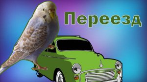 Как перевозить волнистого попугая? Транспортировка попугая в машине