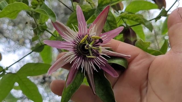 PASSİFLORA NEDİR? ÇARKI FELEL ( SAAT ÇİÇEĞİ )