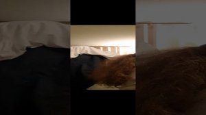 делаем таба лапку из бумаги