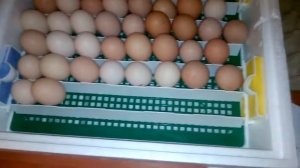Инкубация куриных яиц, в инкубаторе Квочка  Закладка яиц