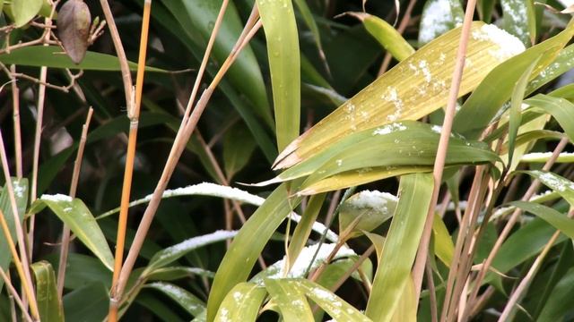 Bamboo Pseudosasa japonica in snow смотреть онлайн