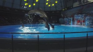 Дельфинарий в Новосибирске