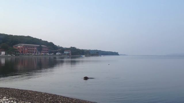 Владивосток.  Нерпа подплывает к берегу