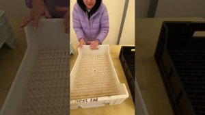 Гидропонные ящики для тюльпанов.