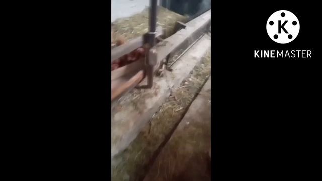 Куры несушки. Тауык. Ходячий курятник. @viktor_svetlichniy