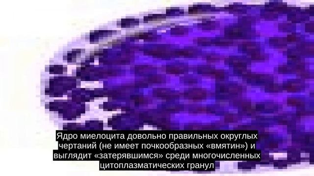 Миелоцит