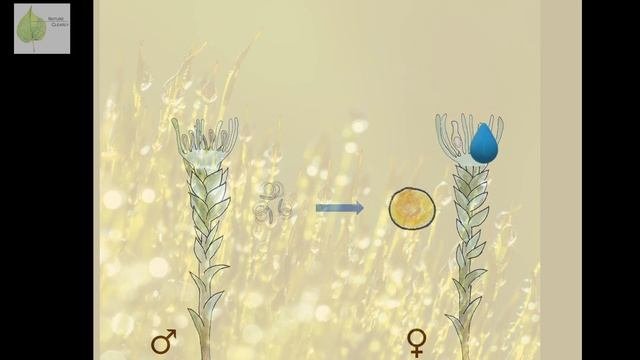 Learn Plant Classification |  The Plant Kingdom